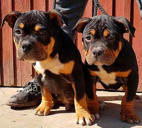 AMERICAN BULLY ABKC